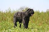 BOUVIER DES FLANDRES 496